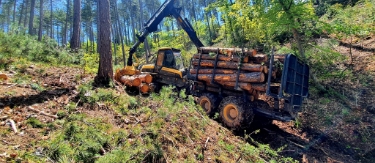Les bois et les travaux forestiers