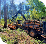 Les bois et les travaux forestiers